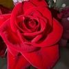 reflower